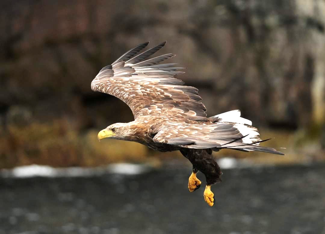 Les anatidés, passereaux et rapaces de la réserve du Blankaart (Belgique)